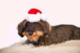 5 Stück Servietten WESTIE weiß Hündchen Weihnachten Hunde Tiere Sweet Christmas
