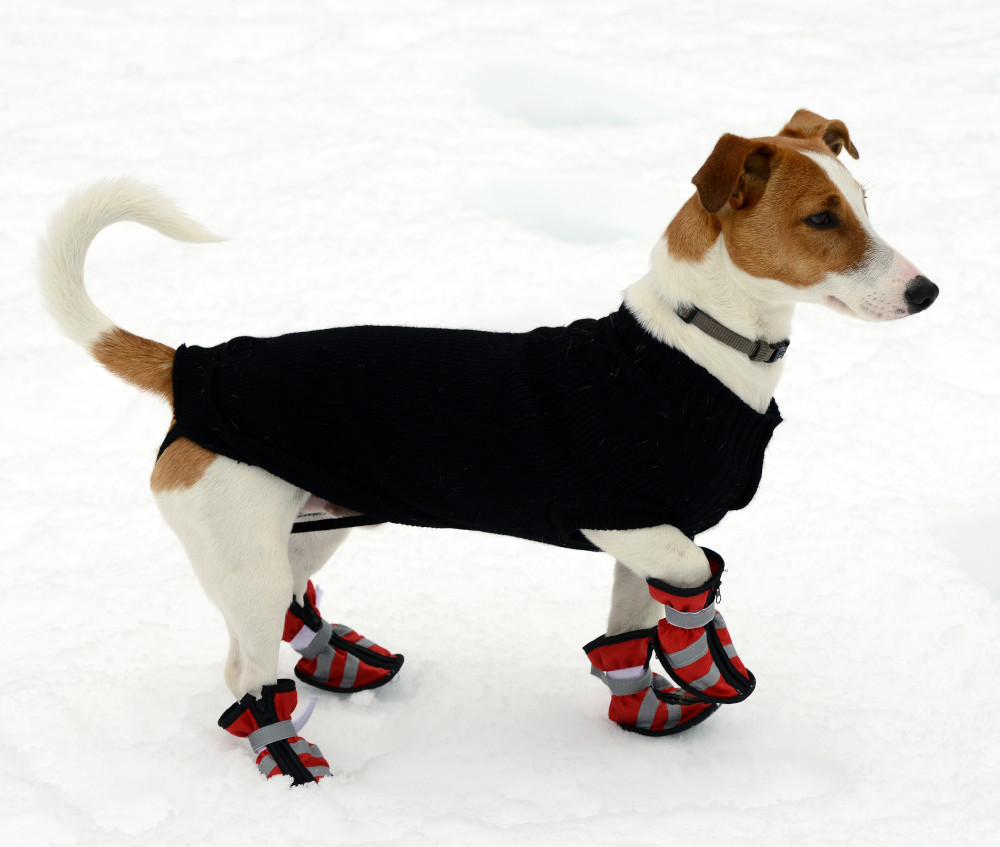 Schuhe für Hunde Der richtige Pfotenschutz für Deinen Hund