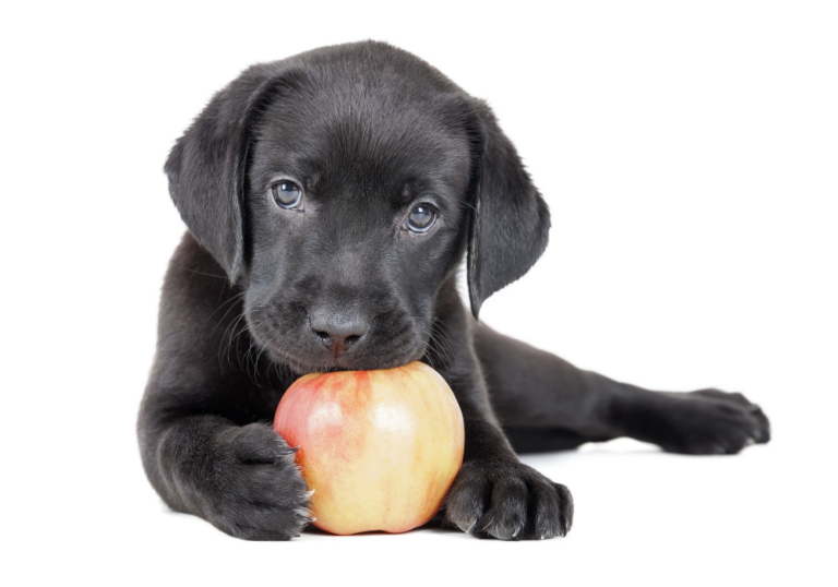 Apfel für Hunde Dürfen Hunde Äpfel essen? hundalshaustier.de