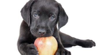 Dürfen Hunde Äpfel essen