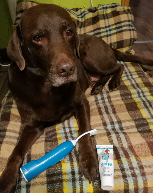 Hund mit Emmi Pet Ultraschallzahnbürste Zahnstein entfernen