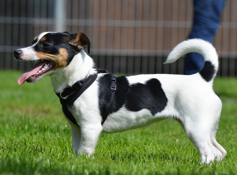 Übergewicht bei Hunden So hilfst Du Deinem Hund beim Abnehmen