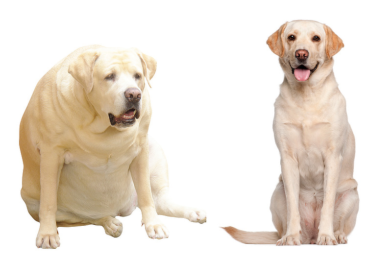 Labrador mit massivem Übergewicht und Labrador mit optimalem Gewicht