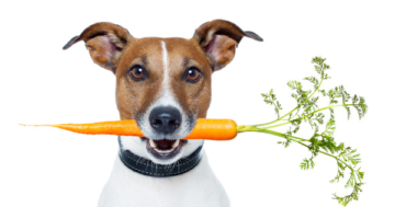 Karotten Hund - Dürfen Hunde Karotten essen