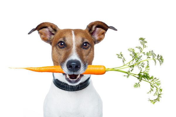 Karotten Hund - Dürfen Hunde Karotten essen