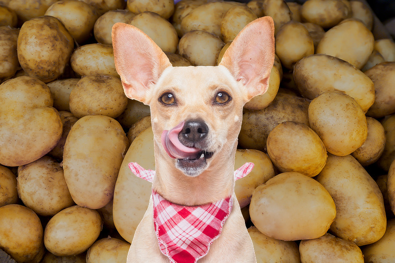 Kartoffeln für Hunde: Dürfen Hunde Kartoffeln essen?