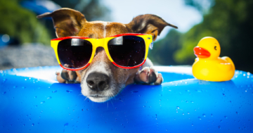 Urlaub mit Hund - Was Du beim Hundeurlaub beachten solltest