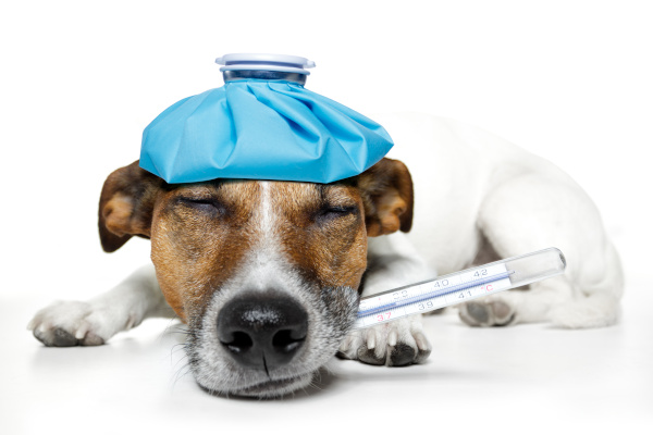 Krankenversicherung für Hunde