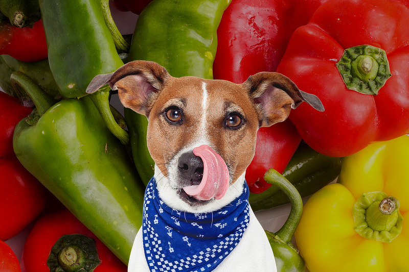 Paprika für Hunde: Dürfen Hunde Paprika essen