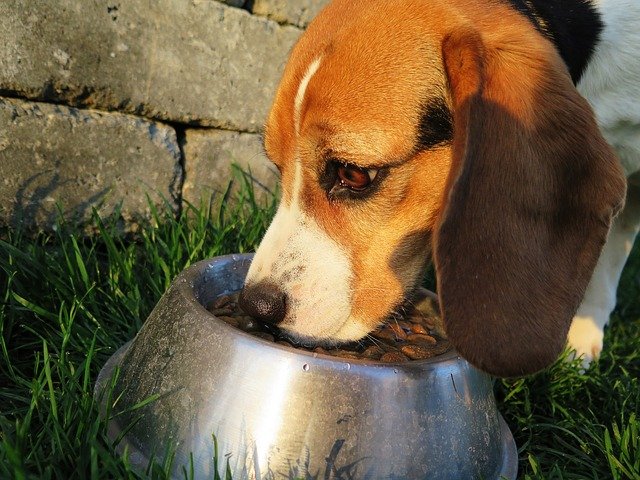 Artgerechtes Beagle-Futter
