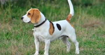 Beagle erziehen