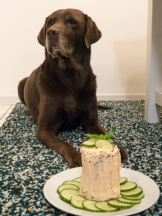 Hundetorten-Rezepte: Tolle Torten für Hunde selber machen