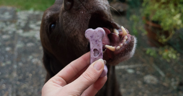 Gummibärchen für Hunde selber machen