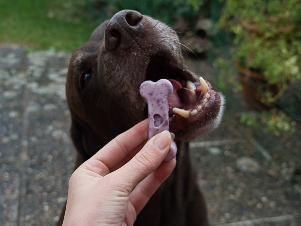 Gummibärchen für Hunde selber machen