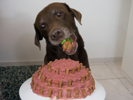 Hundetorten-Rezepte: Tolle Torten für Hunde selber machen
