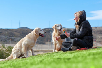41+ Hundeerziehung Bellen Im Vorgarten, Möchtest du deinem hund das