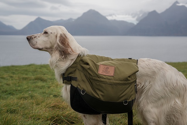 Reise-Packs für Wandern Wellver Hunde-Rucksack Walking Camping Satteltasche 