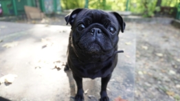 Mops Erziehung und Besonderheiten