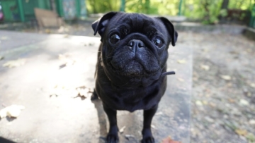 Mops Erziehung und Besonderheiten