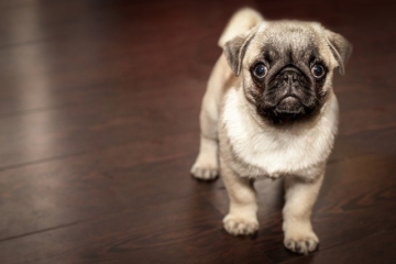 Mops Erziehung und Besonderheiten