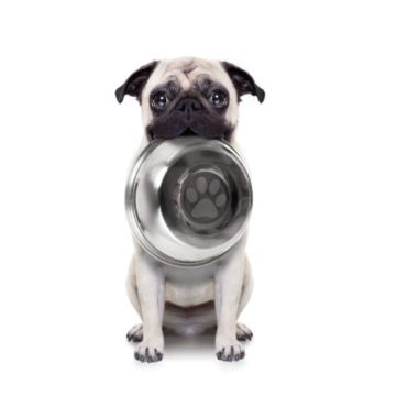 Mops Erziehung und Besonderheiten