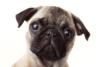 Mops Erziehung und Besonderheiten