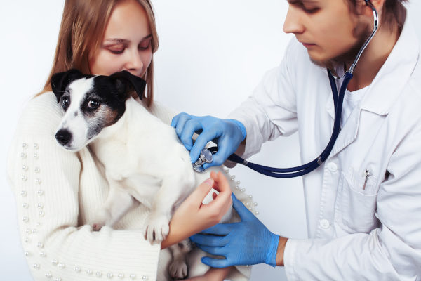 Berufe mit Hund - Tierarzt