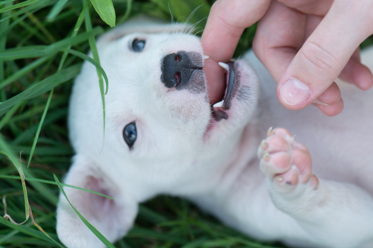 Welpe beißt So gewöhnst Du Deinem Welpen das Beißen ab