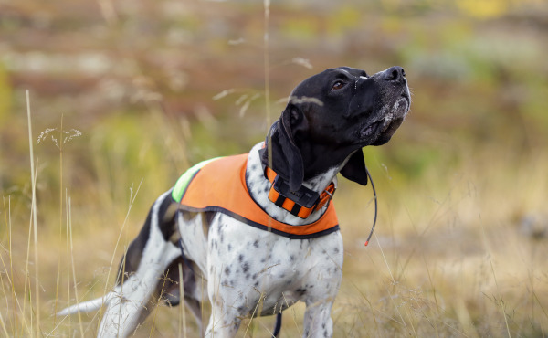 GPS Tracker zur Hundeortung