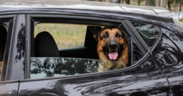 Autofahren Hund