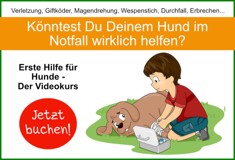 Apfel für Hunde Dürfen Hunde Äpfel essen? hundalshaustier.de