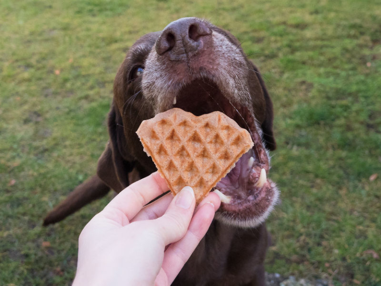 Waffeln für Hunde Die besten Rezepte für HundeWaffeln