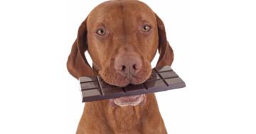 Hunde-Schokolade