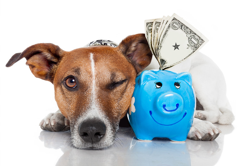Laufende Kosten der Hundehaltung