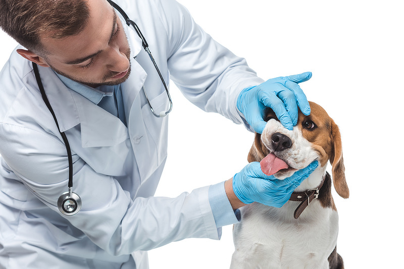 Tierarztkosten sind ein wichtiger Anteil an den Kosten der Hundehaltung