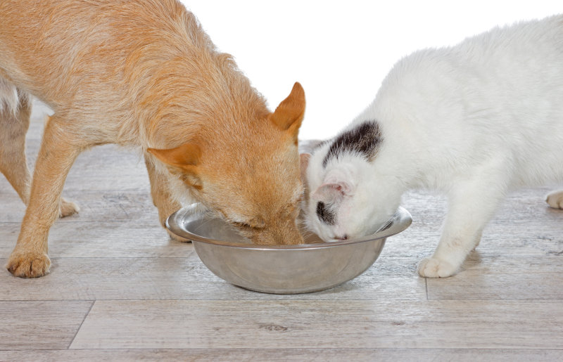 Dürfen Hunde Katzenfutter essen