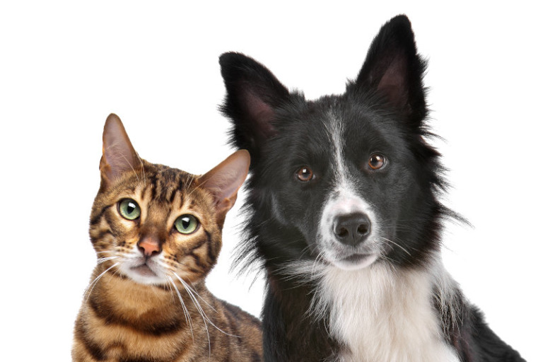 Katzenfutter für Hunde