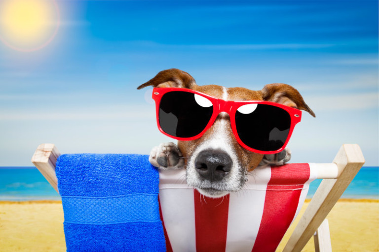Hitze und Hund - Hund abkühlen im Sommer