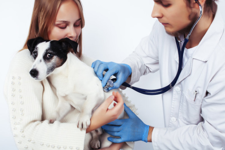 Was Deckt Eine Hundekrankenversicherung Alles Ab?