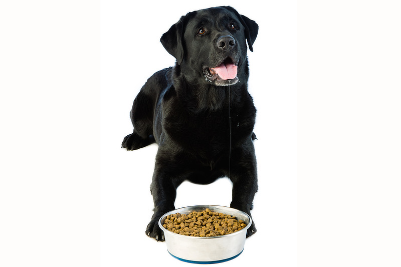 Labradore gelten als verfressen und neigen daher zu Übergewicht