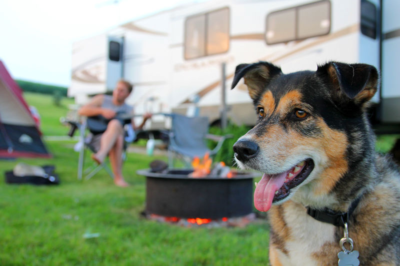 Camping mit Hund im Wohnmobil