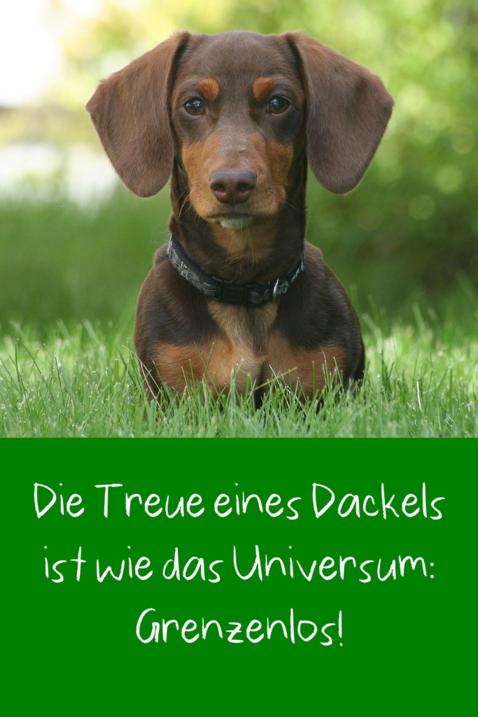 DackelSprüche Schöne & lustige Sprüche über Dackel