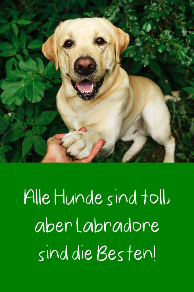 LabradorSprüche Schöne & lustige Sprüche über Labrador Retriever
