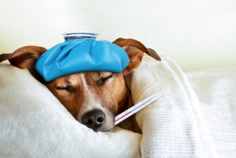 Die häufigsten Krankheiten beim Hund