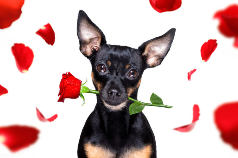 Hundesprüche - 100 Sprüche über Hundeliebe