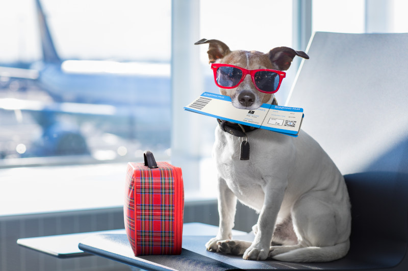Hundetransportboxen müssen für Flugreisen IATA-Richtlinien erfüllen