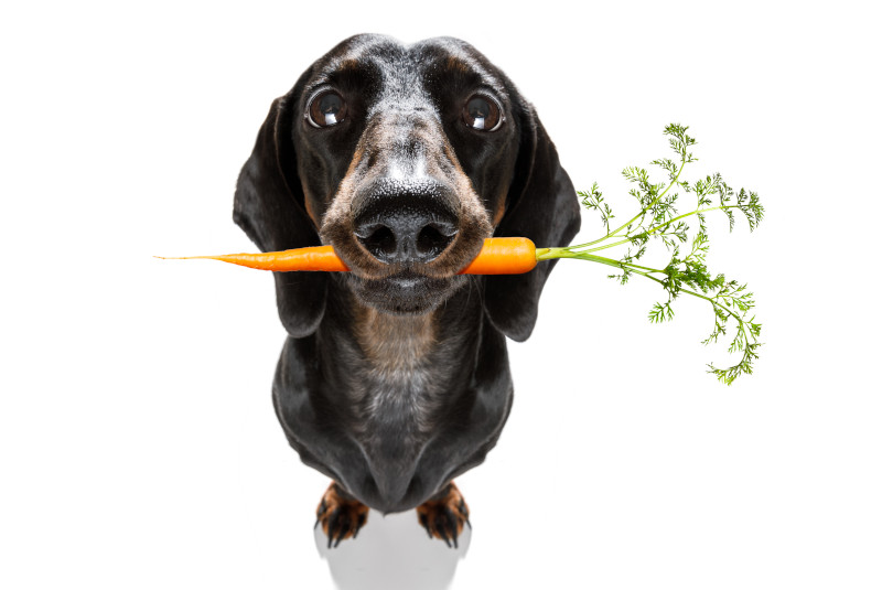 Karotten eignen sich als Zutat für Hunde-Schonkost