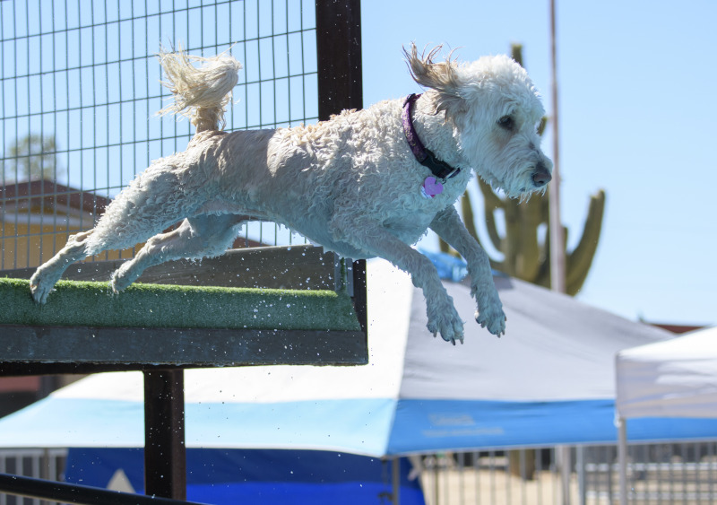 Dog Diving - Hundesport für Wasserliebhaber