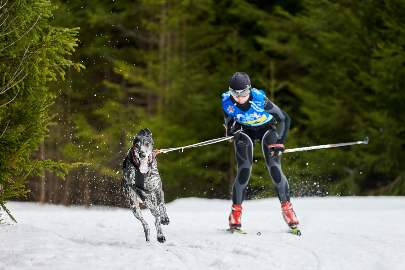 Skijöring - Zughundesport auf Skiern