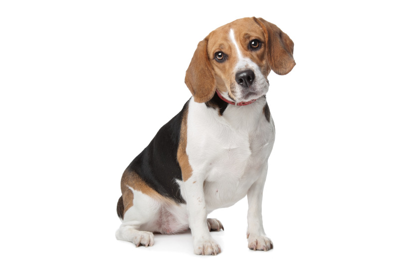 Beagle gelten als ruhige Hunde